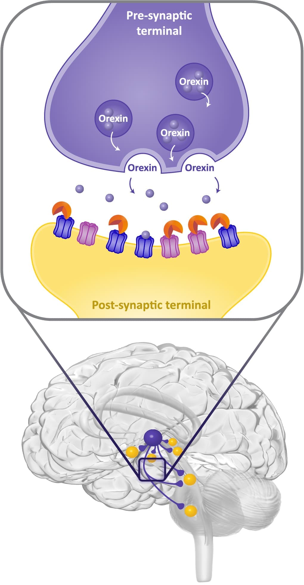 How Dayvigo works on Brain
