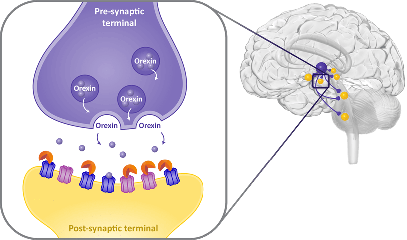 Showing how DAYVIGO is thought to work on brain